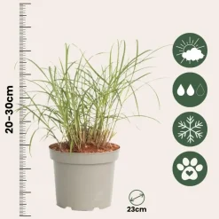 Prachtriet - Miscanthus sinensis 'Red Chief' - Hoogte 40-60cm - ⌀23cm