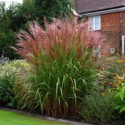 Prachtriet - Miscanthus sinensis 'Red Chief' - Hoogte 40-60cm - ⌀23cm