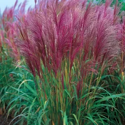 Prachtriet - Miscanthus sinensis 'Red Chief' - Hoogte 40-60cm - ⌀23cm