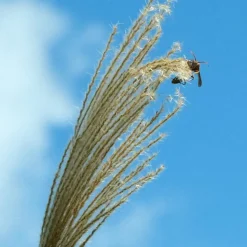 Prachtriet - Set van 2 - Miscanthus Kleine Silberspinne - Hoogte 20-30cm - ⌀23cm