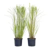 Prachtriet - Set van 2 - Miscanthus 'Gracillimus' - Hoogte 40-60cm - ⌀23cm