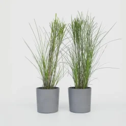 Prachtriet - Set van 2 - Miscanthus 'Gracillimus' - Hoogte 40-60cm - ⌀23cm