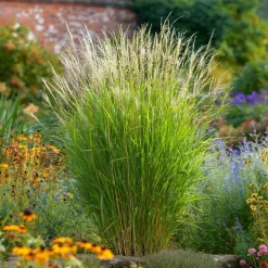 Prachtriet - Set van 2 - Miscanthus 'Gracillimus' - Hoogte 40-60cm - ⌀23cm