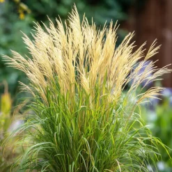 Prachtriet - Set van 2 - Miscanthus 'Gracillimus' - Hoogte 40-60cm - ⌀23cm