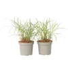 Prachtriet - Set van 2 - Miscanthus 'Red Chief' - Hoogte 40-60cm - ⌀23cm