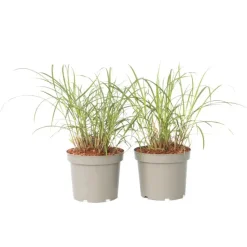 Prachtriet - Set van 2 - Miscanthus 'Red Chief' - Hoogte 40-60cm - ⌀23cm