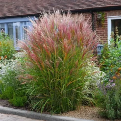 Prachtriet - Set van 2 - Miscanthus 'Red Chief' - Hoogte 40-60cm - ⌀23cm