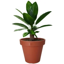 Pro Garden Plantenpot - kunststof - terracotta - D60 x H55 cm