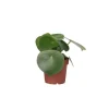 Regendruppelplant - Peperomia polybotrya - Hoogte 20-30cm - ⌀12cm