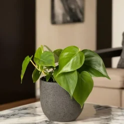 Regendruppelplant - Peperomia polybotrya - Hoogte 20-30cm - ⌀12cm