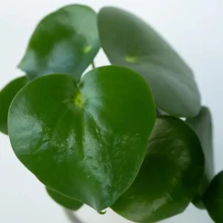 Regendruppelplant - Peperomia polybotrya - Hoogte 20-30cm - ⌀12cm