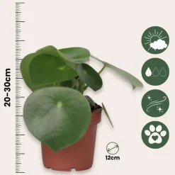 Regendruppelplant - Peperomia polybotrya - Hoogte 20-30cm - ⌀12cm
