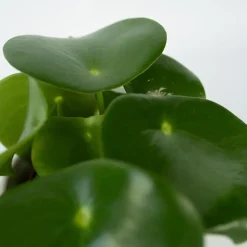 Regendruppelplant - Peperomia polybotrya - Hoogte 20-30cm - ⌀12cm