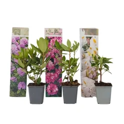 Rhododendrons - Set van 3 - Rhododendron catawbiense - Hoogte 25-40cm - ⌀9cm