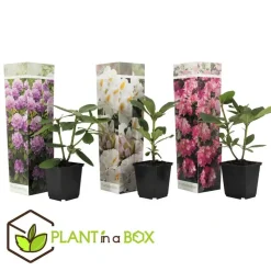 Rhododendrons - Set van 3 - Rhododendron catawbiense - Hoogte 25-40cm - ⌀9cm
