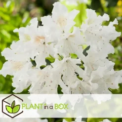 Rhododendrons - Set van 3 - Rhododendron catawbiense - Hoogte 25-40cm - ⌀9cm