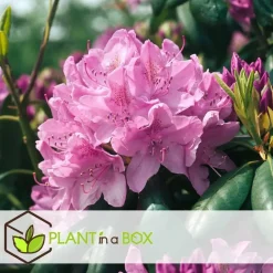 Rhododendrons - Set van 3 - Rhododendron catawbiense - Hoogte 25-40cm - ⌀9cm