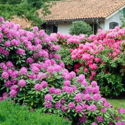 Rhododendrons - Set van 3 - Rhododendron catawbiense - Hoogte 25-40cm - ⌀9cm