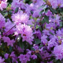 Rhododendrons - Set van 3 - Rhododendron catawbiense - Hoogte 25-40cm - ⌀9cm