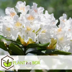 Rhododendrons - Set van 3 - Rhododendron catawbiense - Hoogte 25-40cm - ⌀9cm