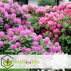 Rhododendrons - Set van 3 - Rhododendron catawbiense - Hoogte 25-40cm - ⌀9cm