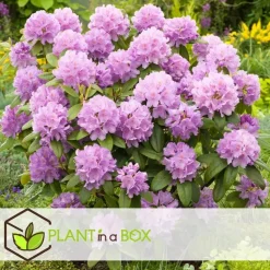 Rhododendrons - Set van 3 - Rhododendron catawbiense - Hoogte 25-40cm - ⌀9cm