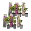 Rhododendrons - Set van 6 - Rhododendron catawbiense - Hoogte 25-40cm - ⌀9cm