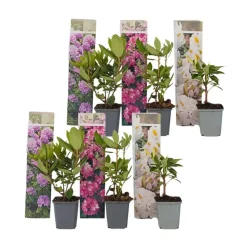 Rhododendrons - Set van 6 - Rhododendron catawbiense - Hoogte 25-40cm - ⌀9cm
