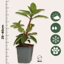 Rhododendrons - Set van 6 - Rhododendron catawbiense - Hoogte 25-40cm - ⌀9cm
