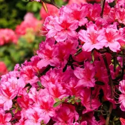 Rhododendrons - Set van 6 - Rhododendron catawbiense - Hoogte 25-40cm - ⌀9cm