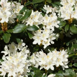 Rhododendrons - Set van 6 - Rhododendron catawbiense - Hoogte 25-40cm - ⌀9cm