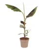 Rode bananenplant - Musa sikkimensis Ever Red - Hoogte 55-70cm - ⌀21cm
