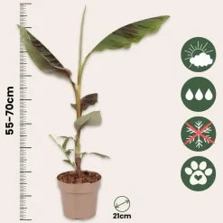 Rode bananenplant - Musa sikkimensis Ever Red - Hoogte 55-70cm - ⌀21cm