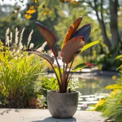 Rode bananenplant - Musa sikkimensis Ever Red - Hoogte 55-70cm - ⌀21cm