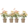 Rotsheide - Set van 4 - Pieris 'Forest Flame' - Hoogte 25-40cm - ⌀17cm