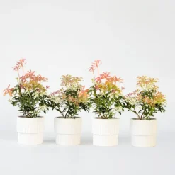 Rotsheide - Set van 4 - Pieris 'Forest Flame' - Hoogte 25-40cm - ⌀17cm