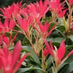 Rotsheide - Set van 4 - Pieris 'Forest Flame' - Hoogte 25-40cm - ⌀17cm