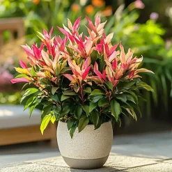 Rotsheide - Set van 4 - Pieris 'Forest Flame' - Hoogte 25-40cm - ⌀17cm