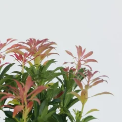 Rotsheide - Set van 4 - Pieris 'Forest Flame' - Hoogte 25-40cm - ⌀17cm