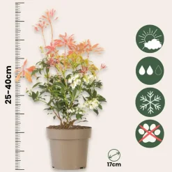 Rotsheide - Set van 4 - Pieris 'Forest Flame' - Hoogte 25-40cm - ⌀17cm