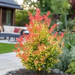 Rotsheide - Set van 4 - Pieris 'Forest Flame' - Hoogte 25-40cm - ⌀17cm