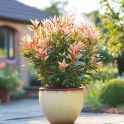 Rotsheide - Set van 4 - Pieris 'Forest Flame' - Hoogte 25-40cm - ⌀17cm