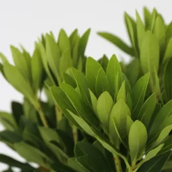 Rotsheide - Set van 4 - Pieris 'Forest Flame' - Hoogte 25-40cm - ⌀17cm