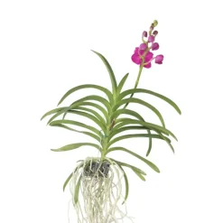 Roze Orchidee L - Vanda 'Pink' - Hoogte 55-65cm