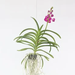 Roze Orchidee L - Vanda 'Pink' - Hoogte 55-65cm