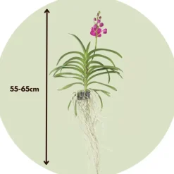 Roze Orchidee L - Vanda 'Pink' - Hoogte 55-65cm