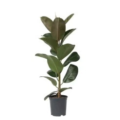 Rubberplant - Ficus Elastica 'Robusta' - Hoogte 75-100cm - ⌀24cm
