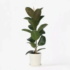 Rubberplant - Ficus Elastica 'Robusta' - Hoogte 75-100cm - ⌀24cm