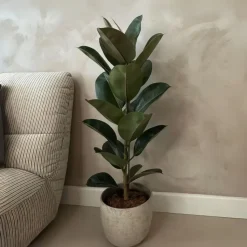 Rubberplant - Ficus Elastica 'Robusta' - Hoogte 75-100cm - ⌀24cm