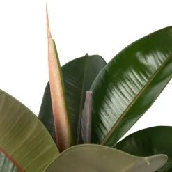 Rubberplant - Ficus Elastica 'Robusta' - Hoogte 75-100cm - ⌀24cm